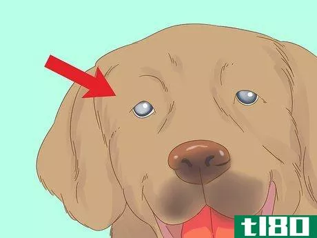Image titled Detect Diabetes in Dogs Step 6