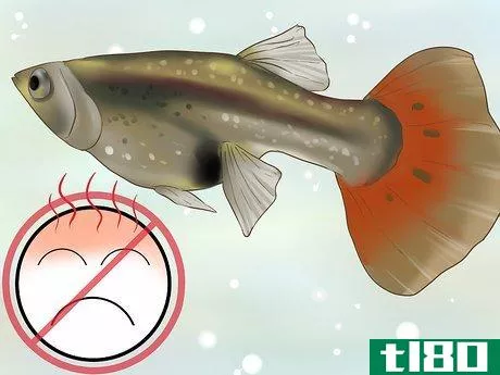 Image titled Find Out if Your Guppy Is Pregnant Step 7