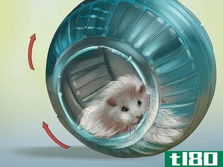 Image titled Determine the Sex of a Dwarf Hamster Step 8