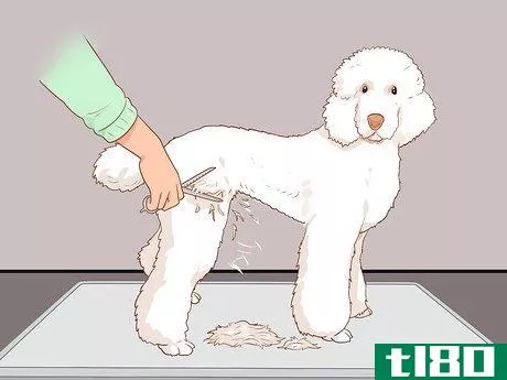 Image titled Full Scissor a Poodle by Hand Step 12