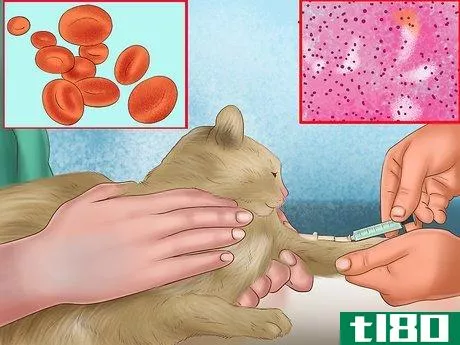 Image titled Diagnose Feline Hepatic Lipidosis Step 10