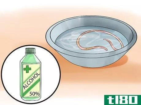 如何解剖蠕虫(dissect a worm)
