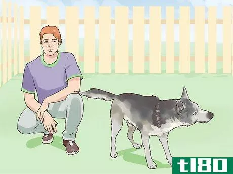 Image titled Gain Trust in an Aggressive Dog Step 12