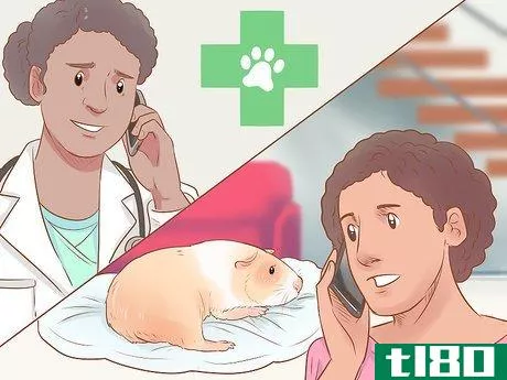 Image titled Diagnose and Treat Urinary Problems in Guinea Pigs Step 9