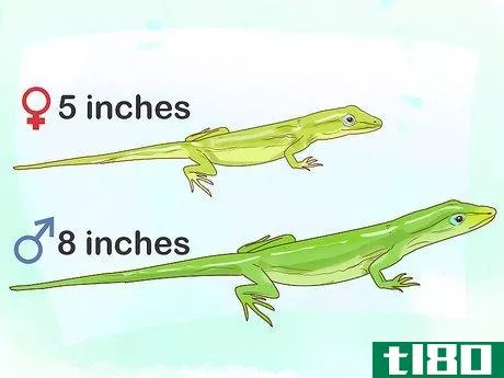 Image titled Determine the Sex of a Green Anole Step 1