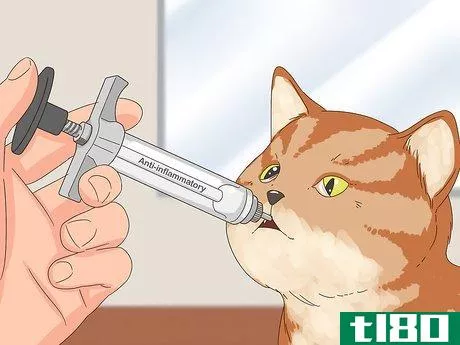 Image titled Diagnose and Treat Horner's Syndrome in Cats Step 8