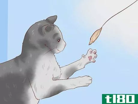 Image titled Discipline Cats Step 10