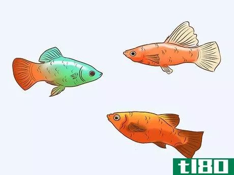 Image titled Find Compatible Tank Mates for Guppies Step 6