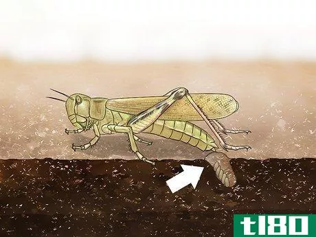 Image titled Determine the Sex of a Grasshopper Step 8