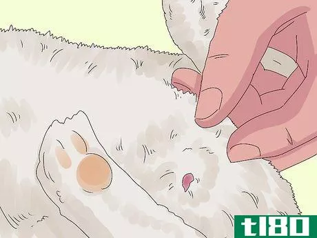Image titled Determine the Sex of a Rabbit Step 5