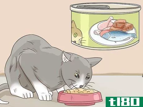 Image titled Feed a Diabetic Cat Step 1