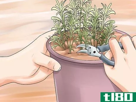 Image titled Divide a Lavender Plant Step 2