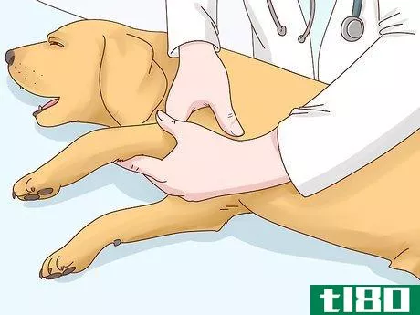 Image titled Diagnose Arthritis in Dogs Step 12