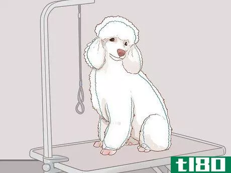Image titled Full Scissor a Poodle by Hand Step 9