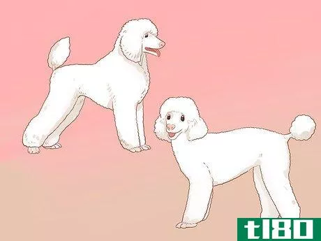 Image titled Full Scissor a Poodle by Hand Step 8
