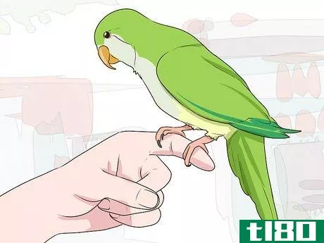 Image titled Entertain a Quaker Parrot Step 8