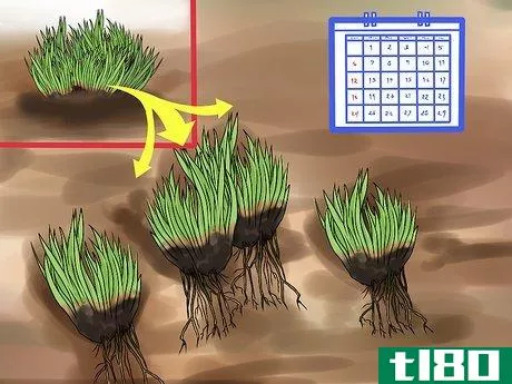 如何将福禄考植物分开(divide a phlox plant)