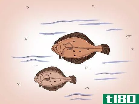 Image titled Fish for Flounder Step 3