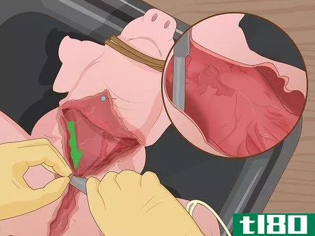 Image titled Dissect a Fetal Pig Step 12