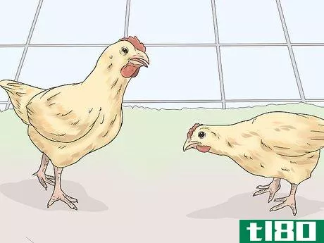 Image titled Determine the Sex of a Chicken Step 8
