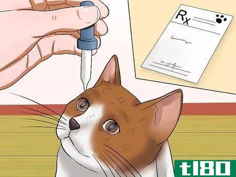Image titled Diagnose Feline Glaucoma Step 7
