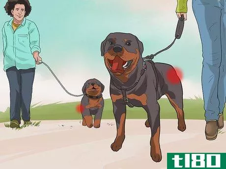 Image titled Diagnose Dysplasia in Rottweilers Step 13