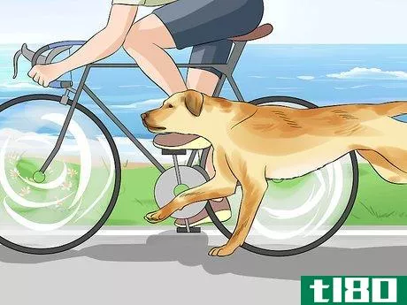 Image titled Make Your Labrador Retriever Happier Step 2