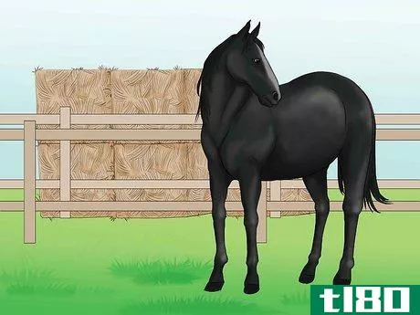 Image titled Distinguish Horse Color by Name Step 2
