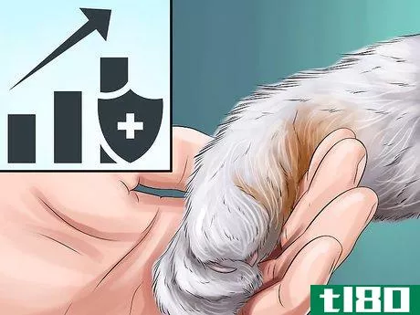 Image titled Diagnose and Treat the Cause of Deformed Cat Nails Step 11