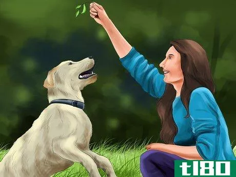 Image titled Encourage Your Senior Dog to Play Step 3