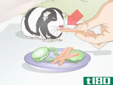Image titled Feed a Guinea Pig a Well Balanced Meal Step 5