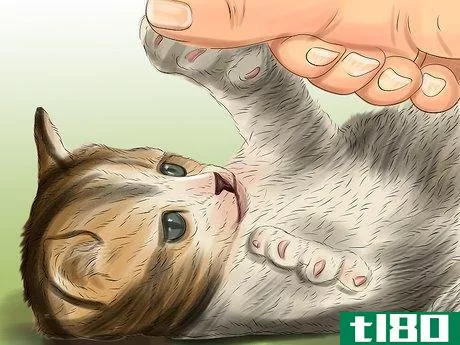 Image titled Feed Newborn Kittens Commercial Milk Replacer Step 12