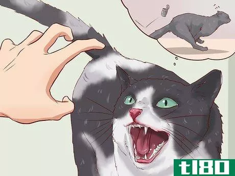 Image titled Discipline Cats Step 6