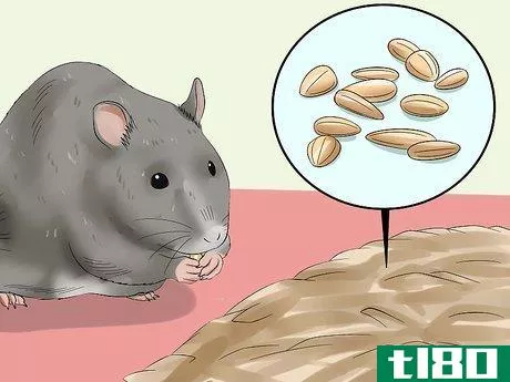 Image titled Feed a Pet Rat Step 5