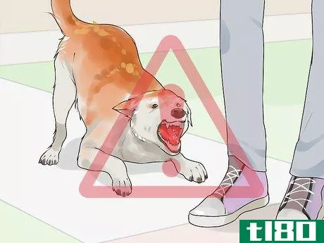 Image titled Gain Trust in an Aggressive Dog Step 16