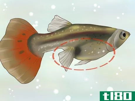 Image titled Find Out if Your Guppy Is Pregnant Step 1