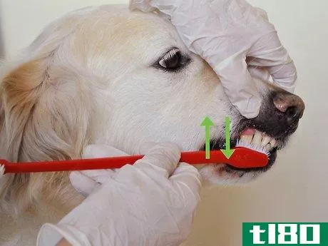 Image titled Diagnose Canine Periodontal Disease Step 10