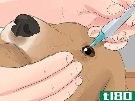 Image titled Diagnose Conjunctivitis in Dogs Step 12