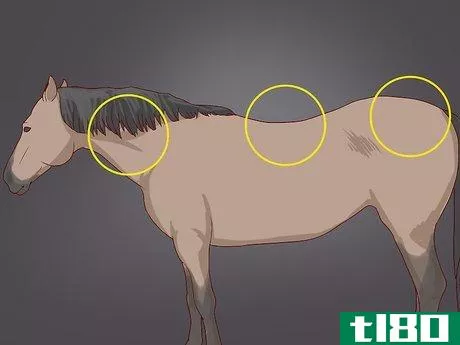Image titled Diagnose Cushing's Disease in Horses Step 5