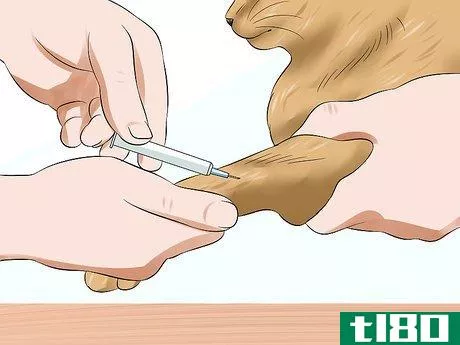 Image titled Diagnose High Thyroid Levels in a Cat Step 9