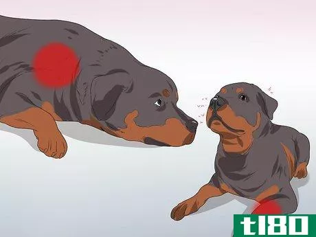 Image titled Diagnose Dysplasia in Rottweilers Step 14