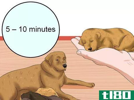 Image titled Determine the Sex of Puppies Step 3