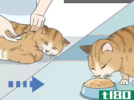 Image titled Feed a Diabetic Cat Step 6