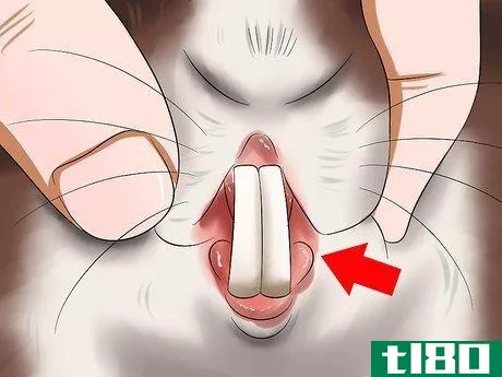 Image titled Diagnose Dental Problems in Rabbits Step 2