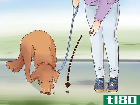 Image titled Exercise With Your Dog Step 4