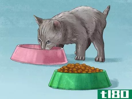 Image titled Feed a Fussy Cat Step 8