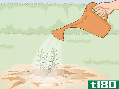 Image titled Fertilize Herbs Step 7