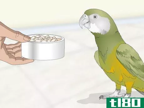 如何喂鹦鹉(feed a senegal parrot)