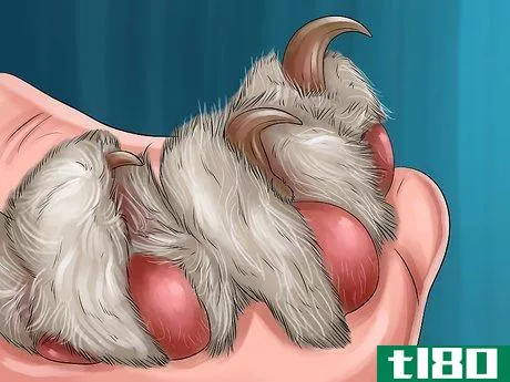 Image titled Diagnose and Treat the Cause of Deformed Cat Nails Step 1