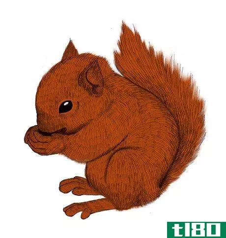 Image titled Draw a Squirrel Step 10